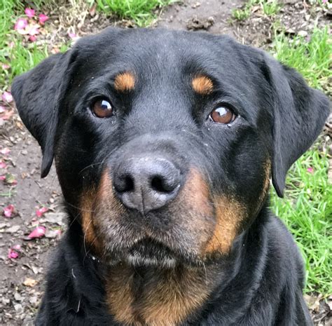 Feb 24, 2008 · 5 of 10. URGENT: This animal could be euthanized if not adopted soon. Rottweiler. Omega is a good dog. He needs someone who is able to work with him and his dominate side. He is good with adults... » Read more ». Barrow County, Winder, GA. Details / Contact. 